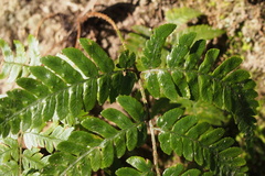 Dryopteris