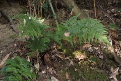 Dryopteris pacifica