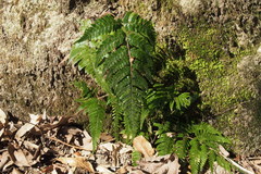 Dryopteris