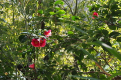 Camellia japonica