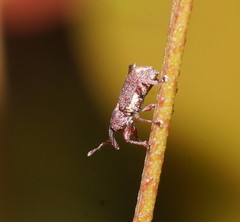 Encosmia cornuta