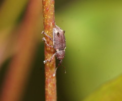 Encosmia cornuta