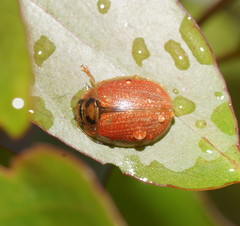 Paropsisterna bimaculata