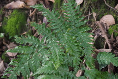 Dryopteris