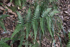 Dryopteris
