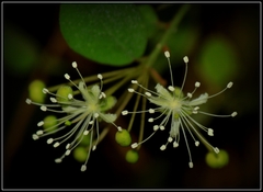 Capparis rotundifolia