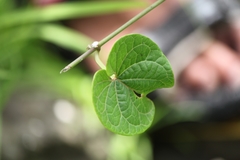 Capparis rotundifolia