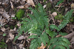 Dryopteris