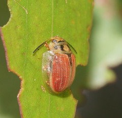 Paropsisterna bimaculata