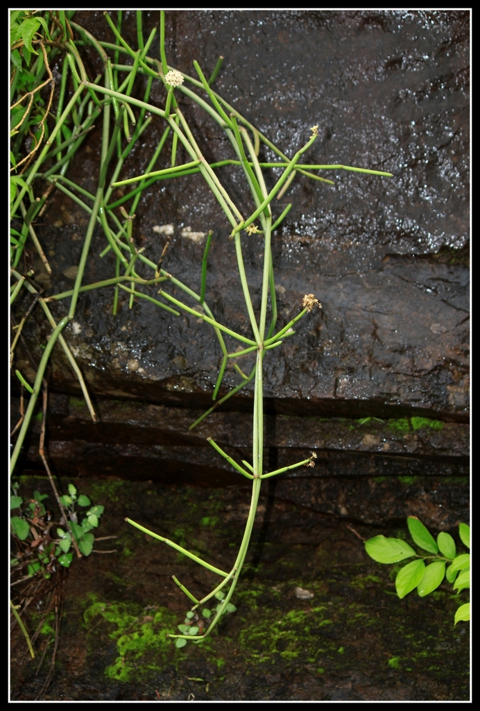 Cynanchum acidum