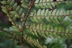 Polystichum polyblepharum