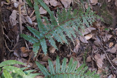 Polystichum polyblepharum