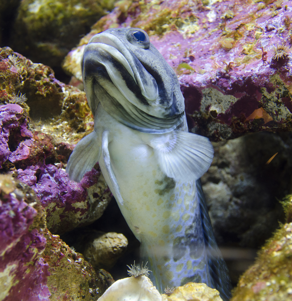 Robust Jawfish