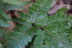 Arachniodes simplicior