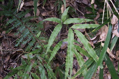 Pteris cretica