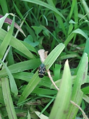 Deois flexuosa