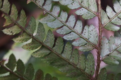 Polystichum polyblepharum