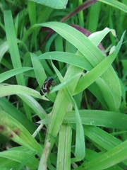Deois flexuosa