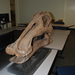 Hadrosaurs - Photo (c) Farther Along, some rights reserved (CC BY)