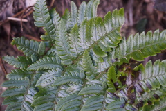 Dryopteris