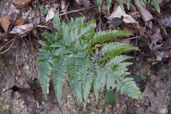 Dryopteris