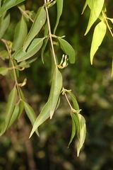 Macrosolen capitellatus