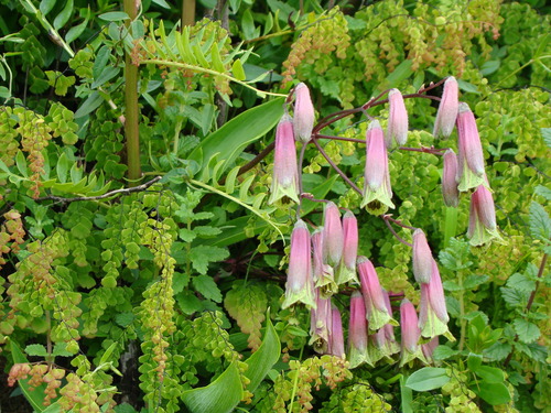 Bomarea ovata (Bomarea ovata)