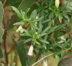 Billardiera longiflora