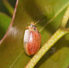 Paropsisterna bimaculata