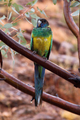 Barnardius zonarius