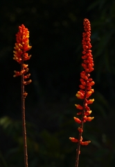 Moullava spicata