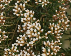 Ozothamnus thyrsoideus