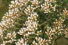 Ozothamnus thyrsoideus