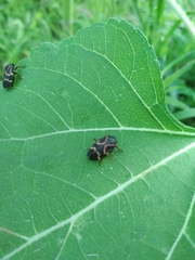 Deois flexuosa