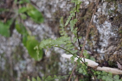 Asplenium incisum