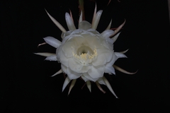 Epiphyllum oxypetalum