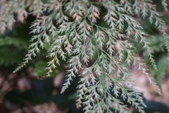 Onychium japonicum