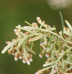 Ozothamnus thyrsoideus