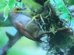 Cranioleuca erythrops