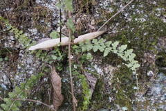 Asplenium incisum