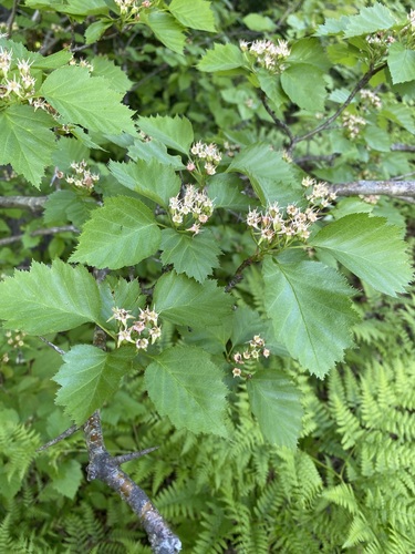 Crataegus populnea