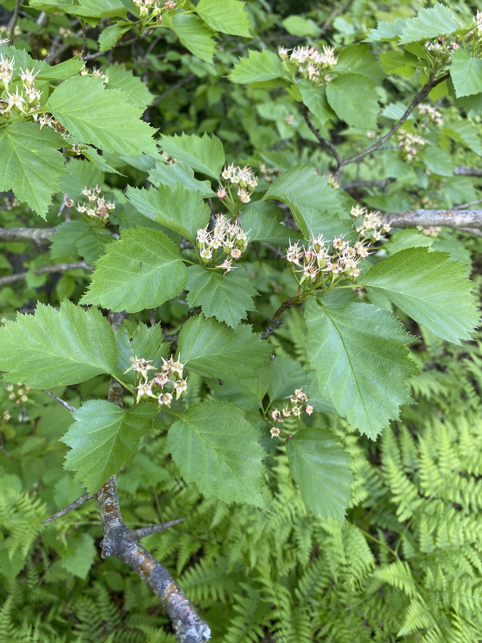 Crataegus populnea