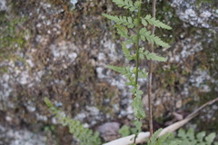 Asplenium incisum