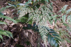 Onychium japonicum