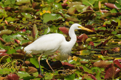 Ardea plumifera