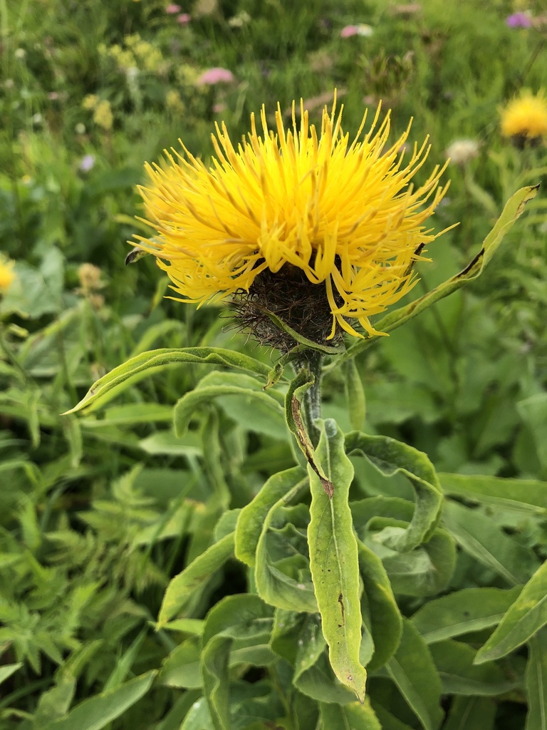 Centaurea polyphylla; photograph (c) Наталья Пикалова, some rights reserved (CC BY)