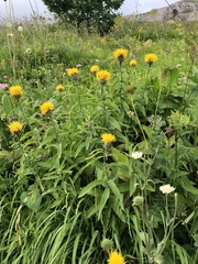 (c) Наталья Пикалова, some rights reserved (CC BY) Centaurea polyphylla, photograph (c) Наталья Пикалова, some rights reserved (CC BY)