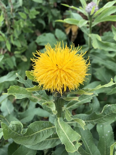 Centaurea polyphylla, photograph 2