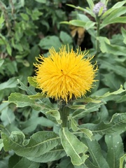 (c) Наталья Пикалова, some rights reserved (CC BY) Centaurea polyphylla, photograph (c) Наталья Пикалова, some rights reserved (CC BY)