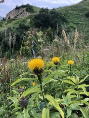 Centaurea polyphylla, photograph (c) Наталья Пикалова, some rights reserved (CC BY)
